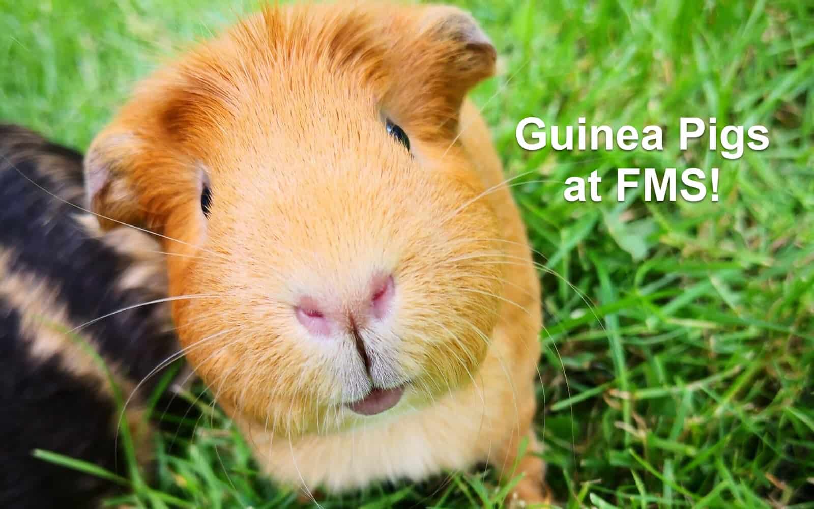 Montessori in Action – Guinea Pigs at FMS!